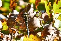 Aeshna cyanea