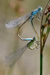 Ischnura elegans