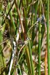 Lestes sponsa