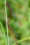 Ceriagrion tenellum