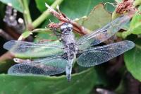 Libellula fulva