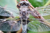 Libellula fulva