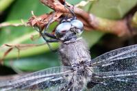 Libellula fulva