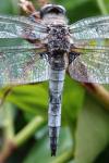 Libellula fulva