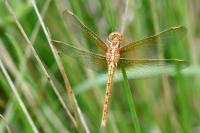 Orthetrum coerulescens