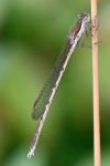 Sympecma fusca