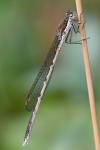 Sympecma fusca