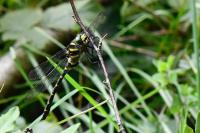 Cordulegaster boltonii