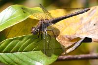 Sympetrum striolatum