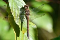 Sympetrum striolatum