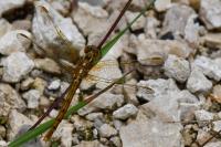 Orthetrum coerulescens