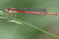 Ceriagrion tenellum