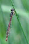 Ceriagrion tenellum
