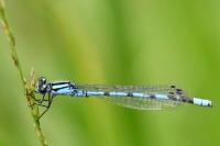 Enallagma cyathigerum