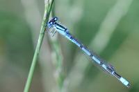 Enallagma cyathigerum
