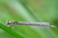 Enallagma cyathigerum