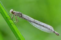 Enallagma cyathigerum