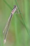 Ischnura elegans
