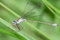 Lestes sponsa