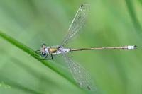 Lestes sponsa