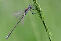 Lestes sponsa