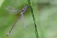 Lestes sponsa