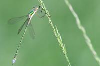 Lestes virens