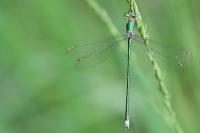 Lestes virens