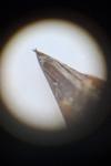 Aeshna mixta