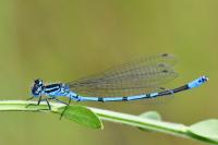 Coenagrion puella