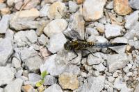 Orthetrum cancellatum