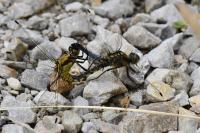 Orthetrum cancellatum