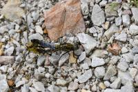 Orthetrum cancellatum