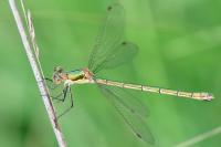 Lestes virens