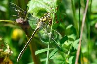 Gomphus pulchellus