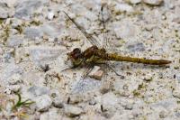 Sympetrum striolatum