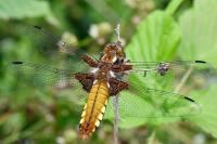 Libellula depressa