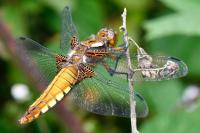 Libellula depressa