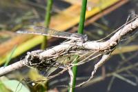 Sympecma fusca
