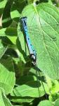 Coenagrion puella