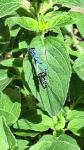 Coenagrion puella