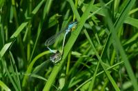Ischnura elegans