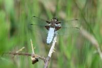 Libellula depressa