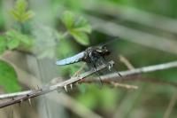 Libellula depressa