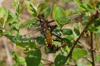 Libellula depressa