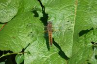 Libellula fulva