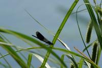 Calopteryx splendens