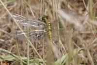Orthetrum cancellatum