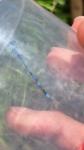 Coenagrion mercuriale