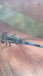 Coenagrion mercuriale